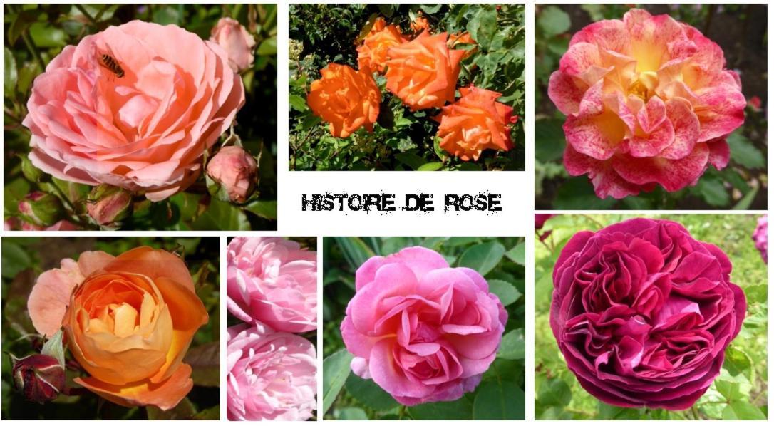 Au Rendez Vous De L'Auxois B&B Essey Bagian luar foto